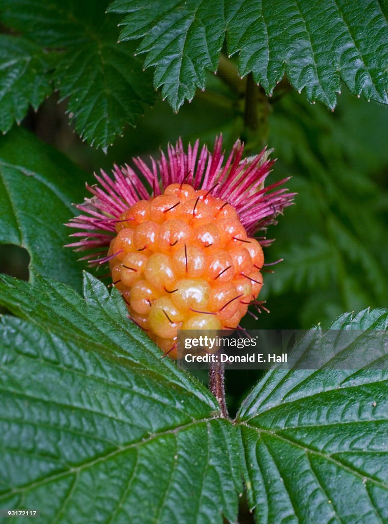 Almost Mature Salmonberry