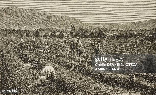 Transplanting the young coffee tree, Antigua, coffee cultivation in Guatemala, illustration from the magazine The Graphic, volume XVI, no 412,...