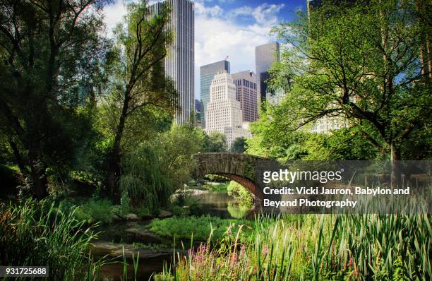 lush summer greens and central park's gapstow bridge - central park new york stockfoto's en -beelden