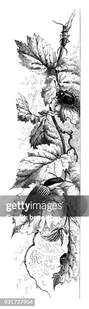 ilustrações de stock, clip art, desenhos animados e ícones de streaked taupin with earwig and beetle - earwig