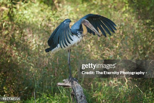 Lesser adjutant stork at Bandhavgarh Tiger Reserve Lesser adjutant stork at Bandhavgarh Tiger Reserve