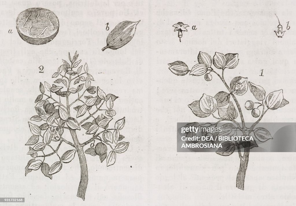 Parts of plants, engraving from L'album