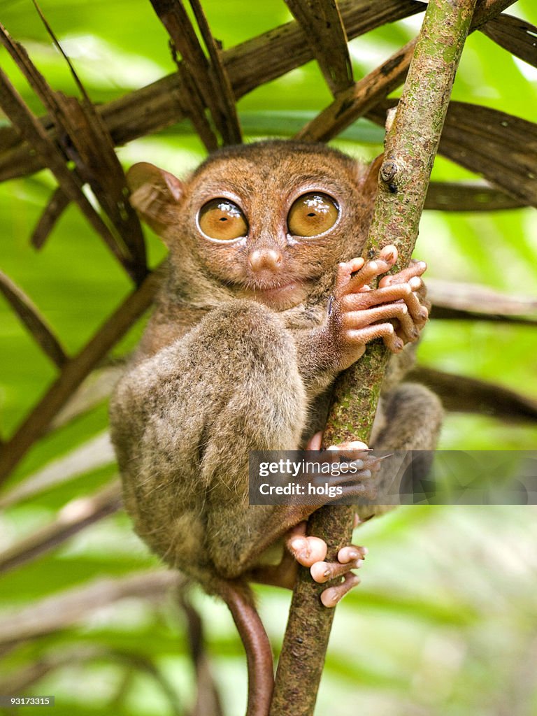 Koboldmaki-Tarsius Syrichta