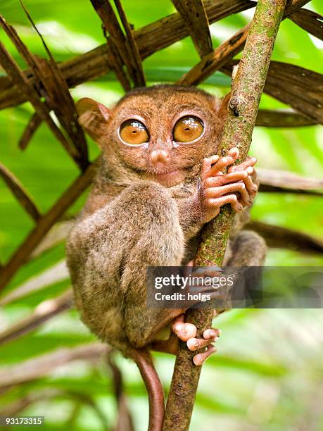 koboldmaki-tarsius syrichta - tierfinger stock-fotos und bilder