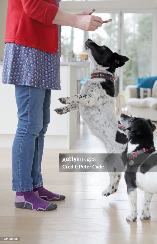 Two dogs being given treats