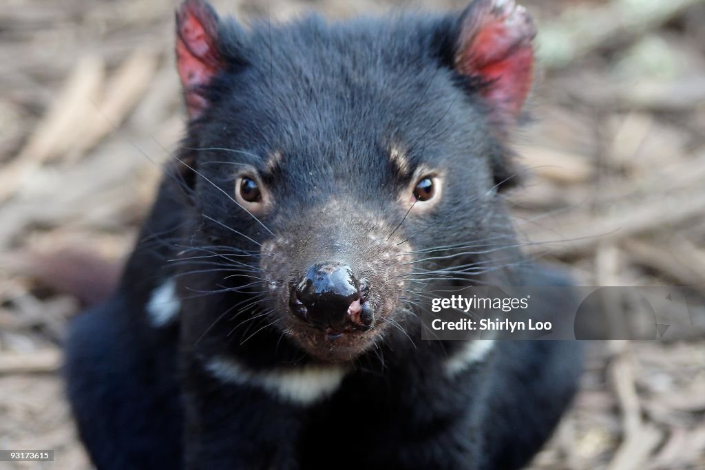 Tasmanian Devil