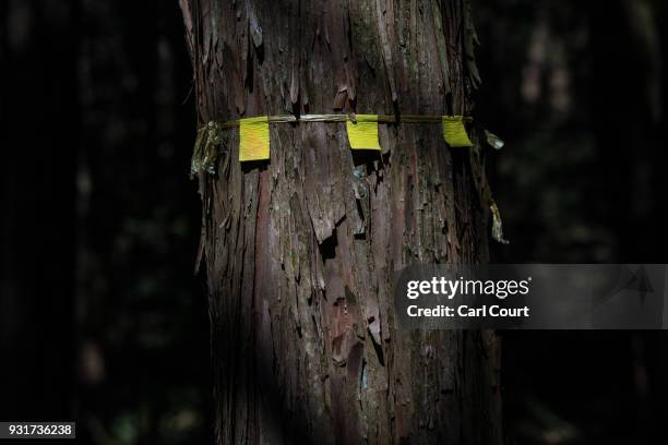 Marker is left on a tree near the scene of an apparent suicide in Aokigahara forest, on March 13, 2018 in Fujikawaguchiko, Japan. Aokigahara forest...