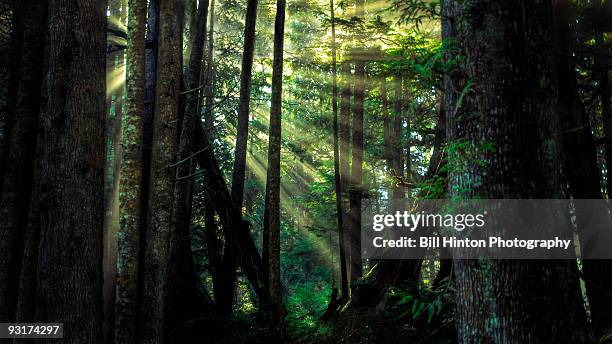 forest glade sunbeams - bill hinton stockfoto's en -beelden