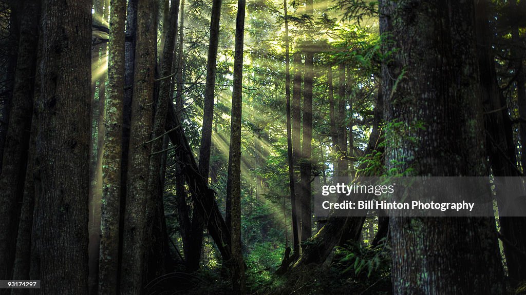 Forest Glade Sunbeams