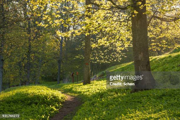 spring and greenery in parkland with a narrow walkway - public park trees stock pictures, royalty-free photos & images