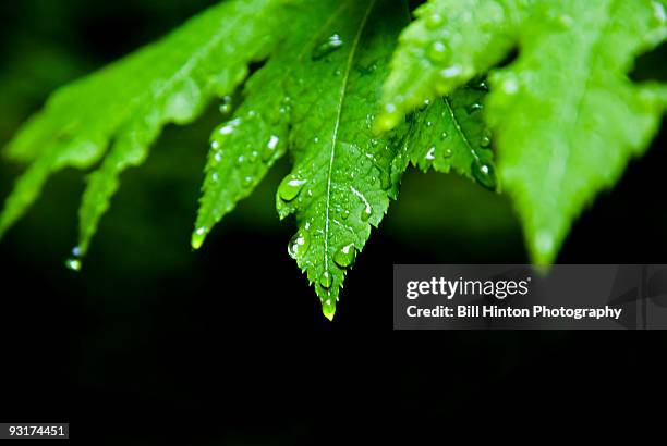 leaf rain drops - bill hinton stockfoto's en -beelden