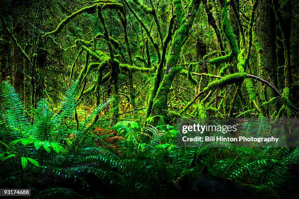 rainforest - bill hinton stockfoto's en -beelden