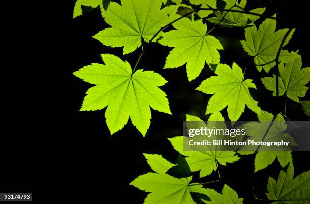 green summer backlit leaves - bill hinton stock pictures, royalty-free photos & images