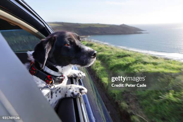 dog looking out of car window at coastline - dog car stockfoto's en -beelden