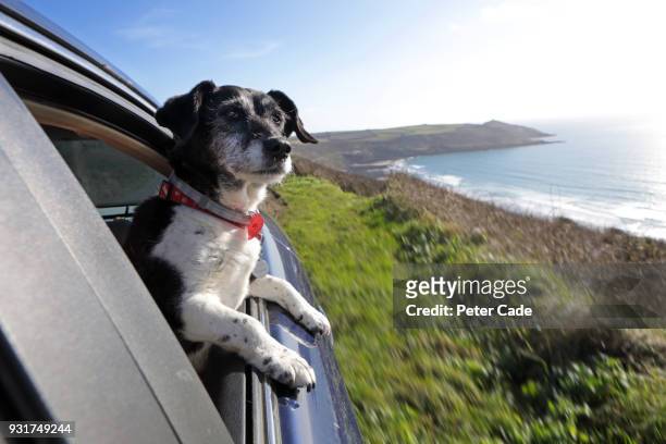 dog looking out of car window at coastline - animal car stock-fotos und bilder
