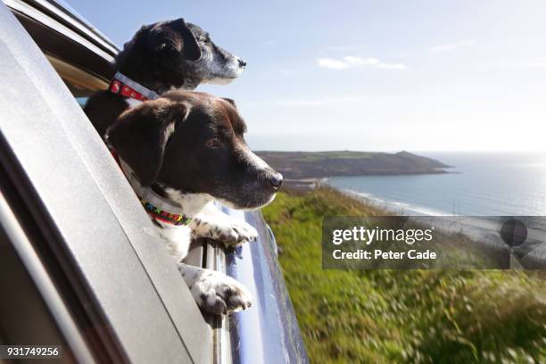 two dogs looking out of car window at coastline - open day 2 imagens e fotografias de stock