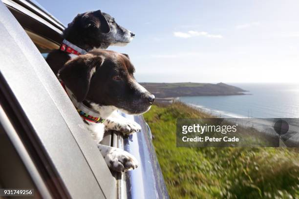two dogs looking out of car window at coastline - open day two bildbanksfoton och bilder