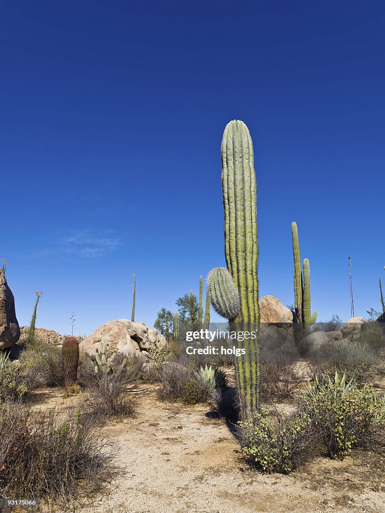 Cactus - Baja California