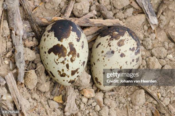 spotted thick-knee nest with eggs - spotted thick knee stock pictures, royalty-free photos & images