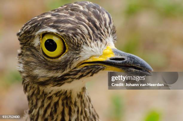 spotted thick-knee portrait - spotted thick knee stock pictures, royalty-free photos & images