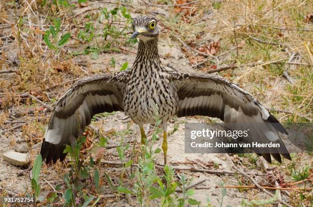 spotted thick-knee defensive posture - spotted thick knee stock pictures, royalty-free photos & images