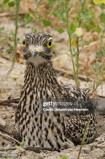 nesting spotted thick-knee - spotted thick knee stock pictures, royalty-free photos & images