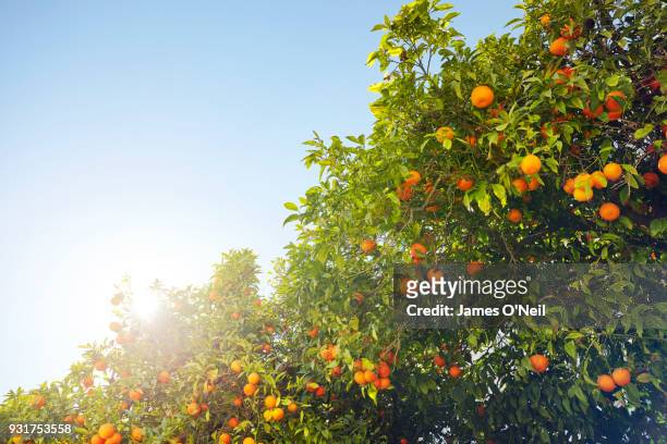 close-up of orange tree - orange tree stock-fotos und bilder