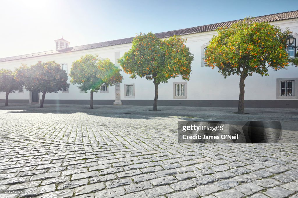 Empty old brick road with background orange trees and lens flare