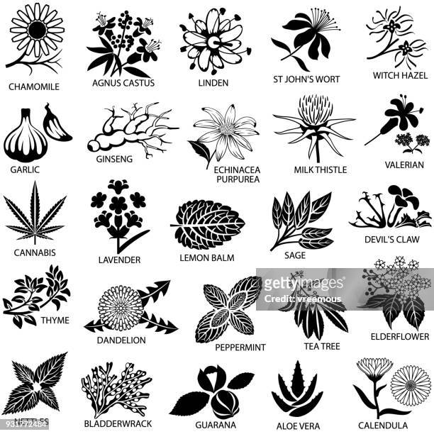 ilustrações de stock, clip art, desenhos animados e ícones de medicinal herbs icons set - erva cidreira