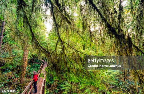 young woman looking at and standing on a boardwalk through the primitive west coast rainforest, pacific rim national park, vancouver island, british columbia canada - vancouver kanada stock-fotos und bilder