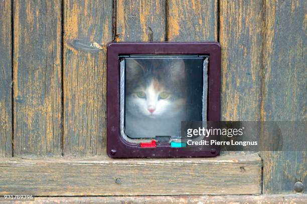 cat looking through a translucent pet door - doggie door stock pictures, royalty-free photos & images