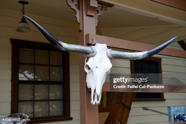 american bison head skull at fredericksburg, texas, usa - fredericksburg texas stock-fotos und bilder