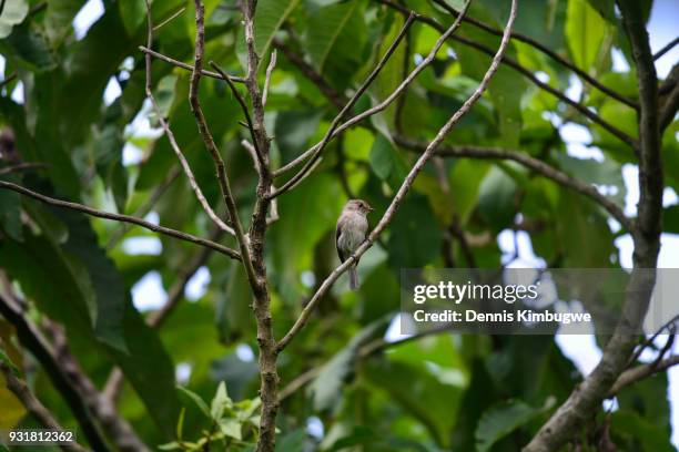 35 Gambaga Stock Photos, HighRes Pictures, and Images Getty Images