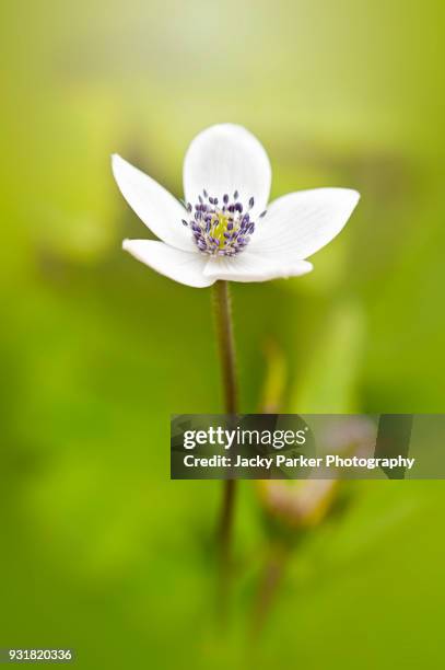 close-up image of the summer flowering anemone rivularis glacier white flower taken against a soft background - rivularis stock pictures, royalty-free photos & images
