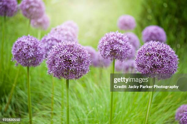close-up image of the summer flowering bulbous perennial purple allium flowers in hazy sunshine - allium stock pictures, royalty-free photos & images