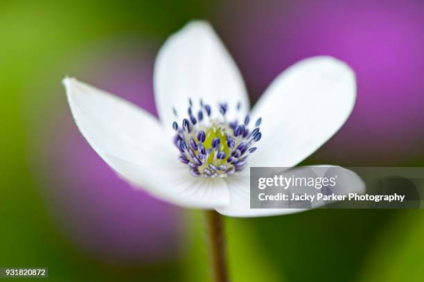 close-up image of the summer flowering anemone rivularis glacier white flower taken against a soft background - rivularis stock pictures, royalty-free photos & images