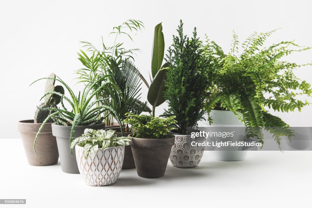 Various beautiful green plants in pots on white