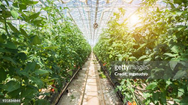 grande gruppo di pomodori in serra - campo di pomodori foto e immagini stock