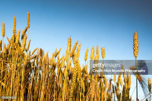 the great outdoors - hafer stock-fotos und bilder