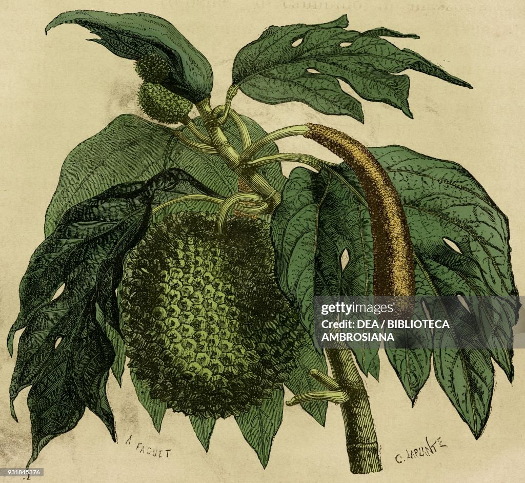 Fruit from the breadfruit tree, drawing