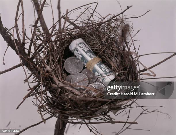 Currency in bird nest