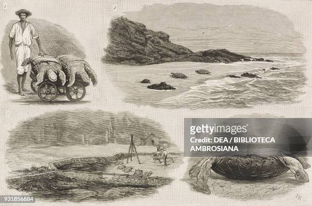Turtle catching, Ascension Island, United Kingdom, illustration from The Graphic, volume XXVII, no 691, February 24, 1883.