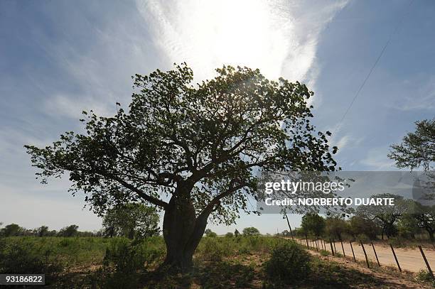 Picture of a samu'u tree taken at a ranch in Boqueron, in the Paraguayan central Chaco, some 500 km northwest of Asuncion, on November 18, 2009. A...