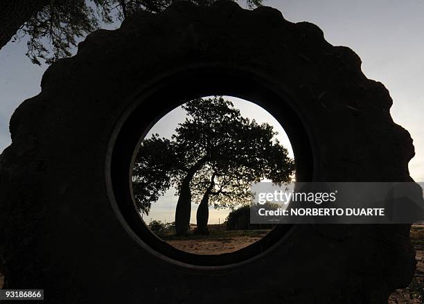 Picture of a samu'u tree taken at a ranch in Boqueron, in the Paraguayan central Chaco, some 500 km northwest of Asuncion, on November 18, 2009. A...