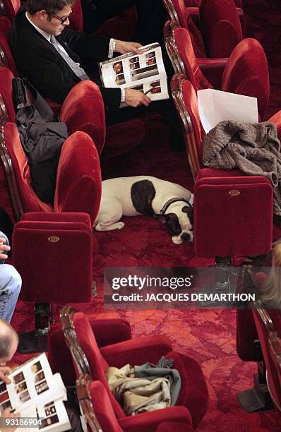 Moujik, the dog of French fashion designer Yves Saint-Laurent is seen on November 17, 2009 at Marigny theater in Paris, on the first of the four...