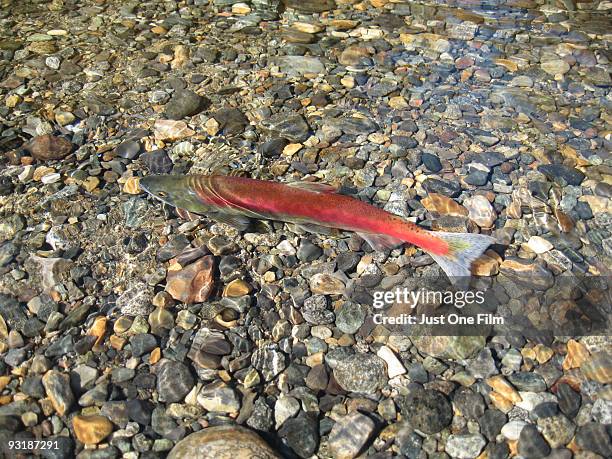 786 Spawning Migration Stock Photos, High-Res Pictures, and Images ...
