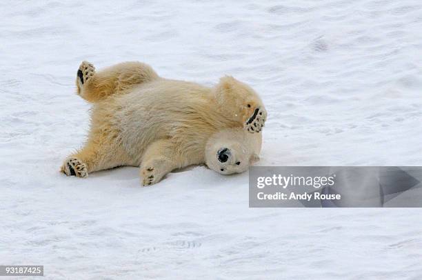 polar bear - rolling stockfoto's en -beelden