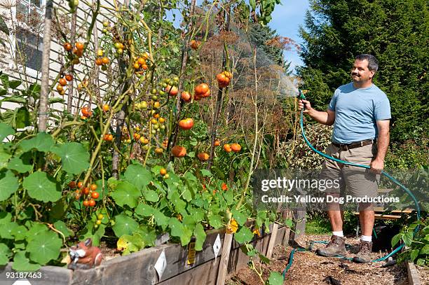 man working in vegetable garden - manchester vermont stock-fotos und bilder