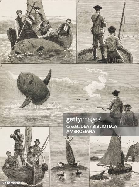 Sun fish shooting, illustration from The Graphic, volume XXVII, no 703, May 19, 1883.