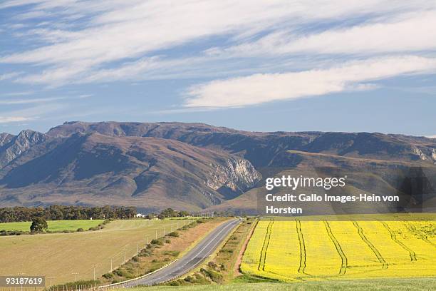 canola landscape near swellendam - swellendam stock pictures, royalty-free photos & images